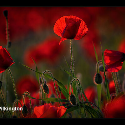 Poppies at Dusk  2nd Open digital