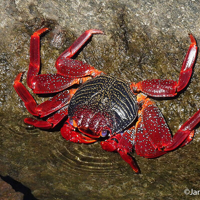 Red Rock Crab 1st N&W digital