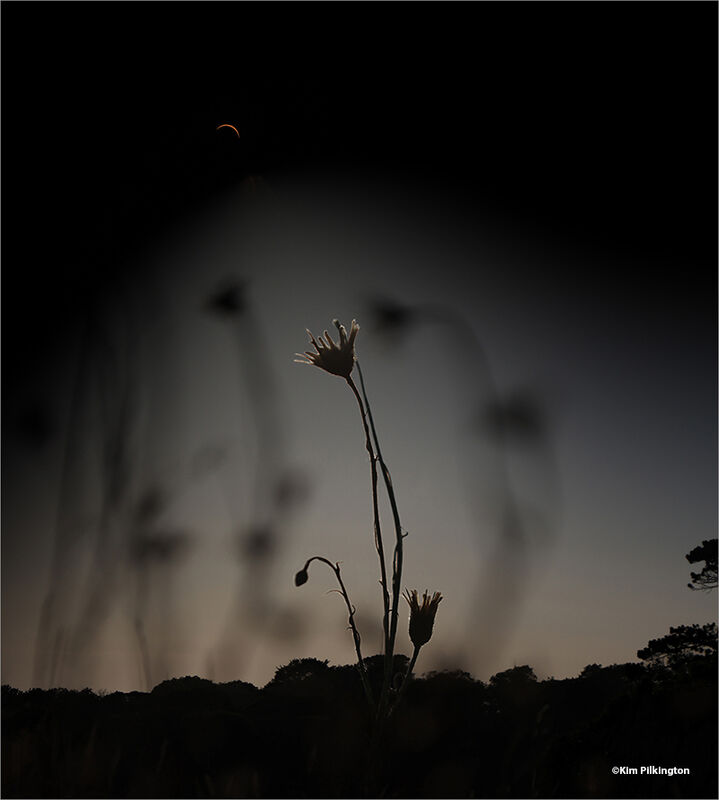 Solar Eclipse over Wildflowers 1st digital