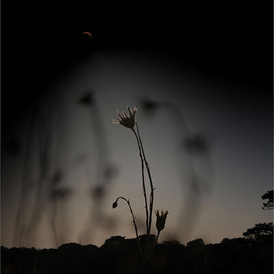 Solar Eclipse over Wildflowers 1st digital