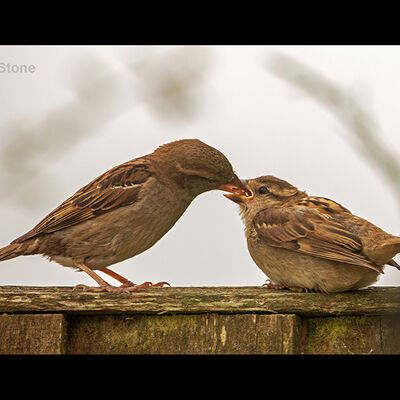 Sparrow feeding its Chick 2nd N&W digital