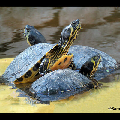 Terrapins 3rd Open prints