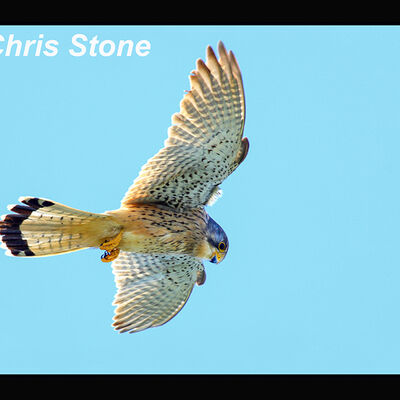 Voles eye view of a Kestrel Hunting 2nd N&W prints