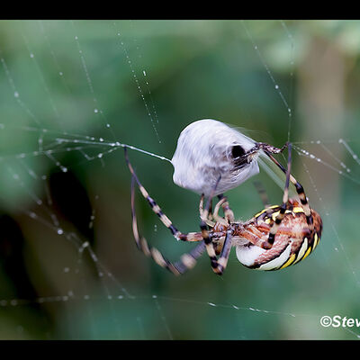 Wasp Spider spinning prey - 1st N&W Digital