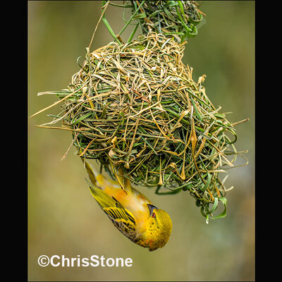 Weaver bird Checking its Nest 3rd N&W prints