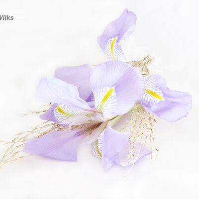 Winter flowering Iris (Iris unguicularis) 3rd Prints