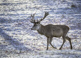 Red Deer-40138