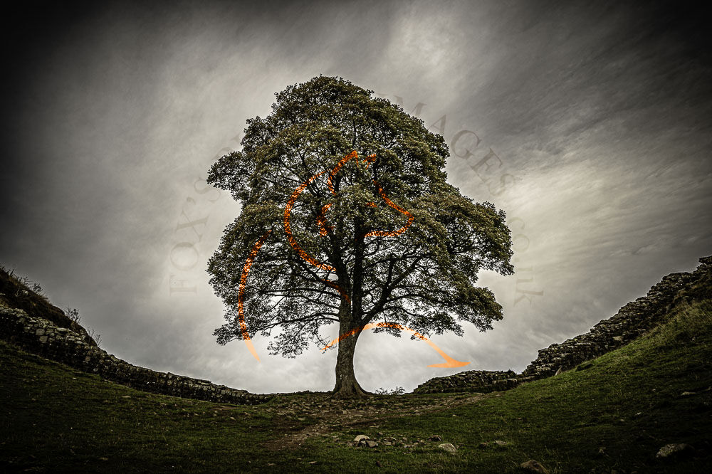 Sycamore gap--2