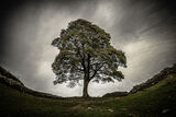 Sycamore gap--2