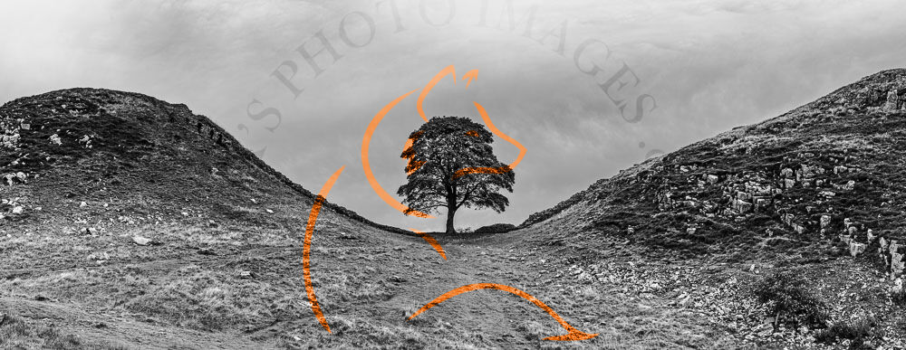 Sycamore gap-