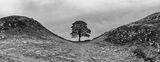 Sycamore gap-