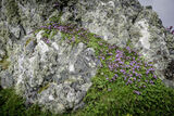 Craignish Rock Plant. DSC4961