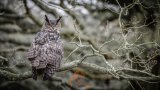 European Eagle Owl. DSC5055