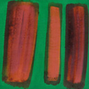 veronese green and brown pink 2010<br>
Oil on gesso