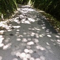 Diffused Light through trees on the way to Mineshop