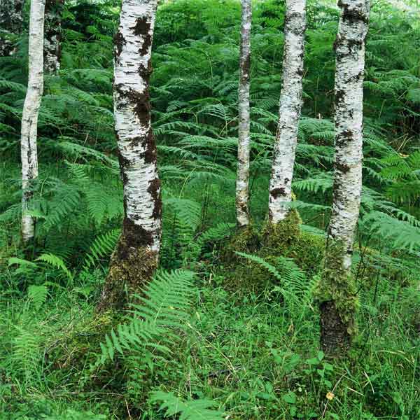 Birch Trees and Ferns, Beinn Eighe