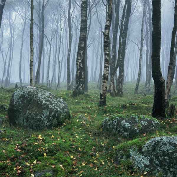 Early morning mist, Millstone Edge