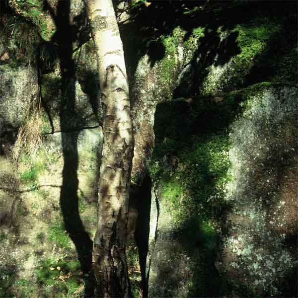 Birch Trunk and Rockface, Lawrence Field