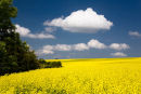 Rapeseed nr Kithurst Hill, West Sussex 2