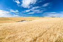 Cornfields, Steyning, West Sussex 1