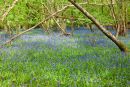 Bluebells in woods at Spithandle Lane, West Sussex 1
