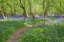 Bluebells in woods at Spithandle Lane 2