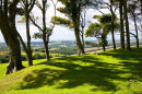 Trees at Chanctonbury Ring, West Sussex 9