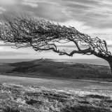 Downland tree in winter nr Belle Tout, South Downs