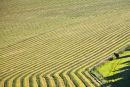 Hay Field in early morning light nr Tottington, West Sussex 1