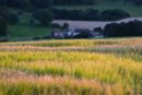Towards Lychpole Hill, South Downs 1