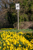 Daffodils in Spring at Steyning, West Sussex