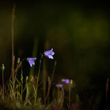 Harebell 2