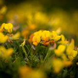 Birdsfoot Trefoil cluster