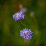 Scabious
