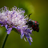 Scabious with Burnet Moth