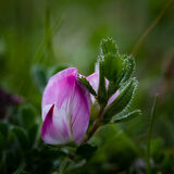 Spiny Restharrow