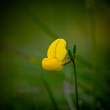 Birdsfoot Trefoil
