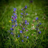 Vipers Bugloss