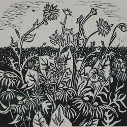 Wild flowers