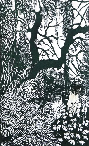 Willow trees, Botanic Gardens