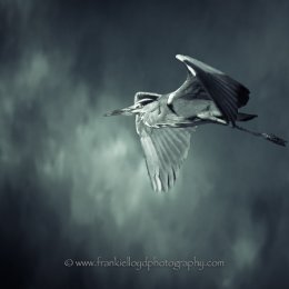 Heron-Blue-Background