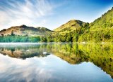 Swans On Ullswater