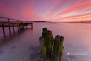 Christchurch Harbour Stumps