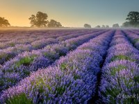 Lavender Misty Touch
