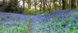 Bluebells
