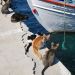 hungry cats, samos