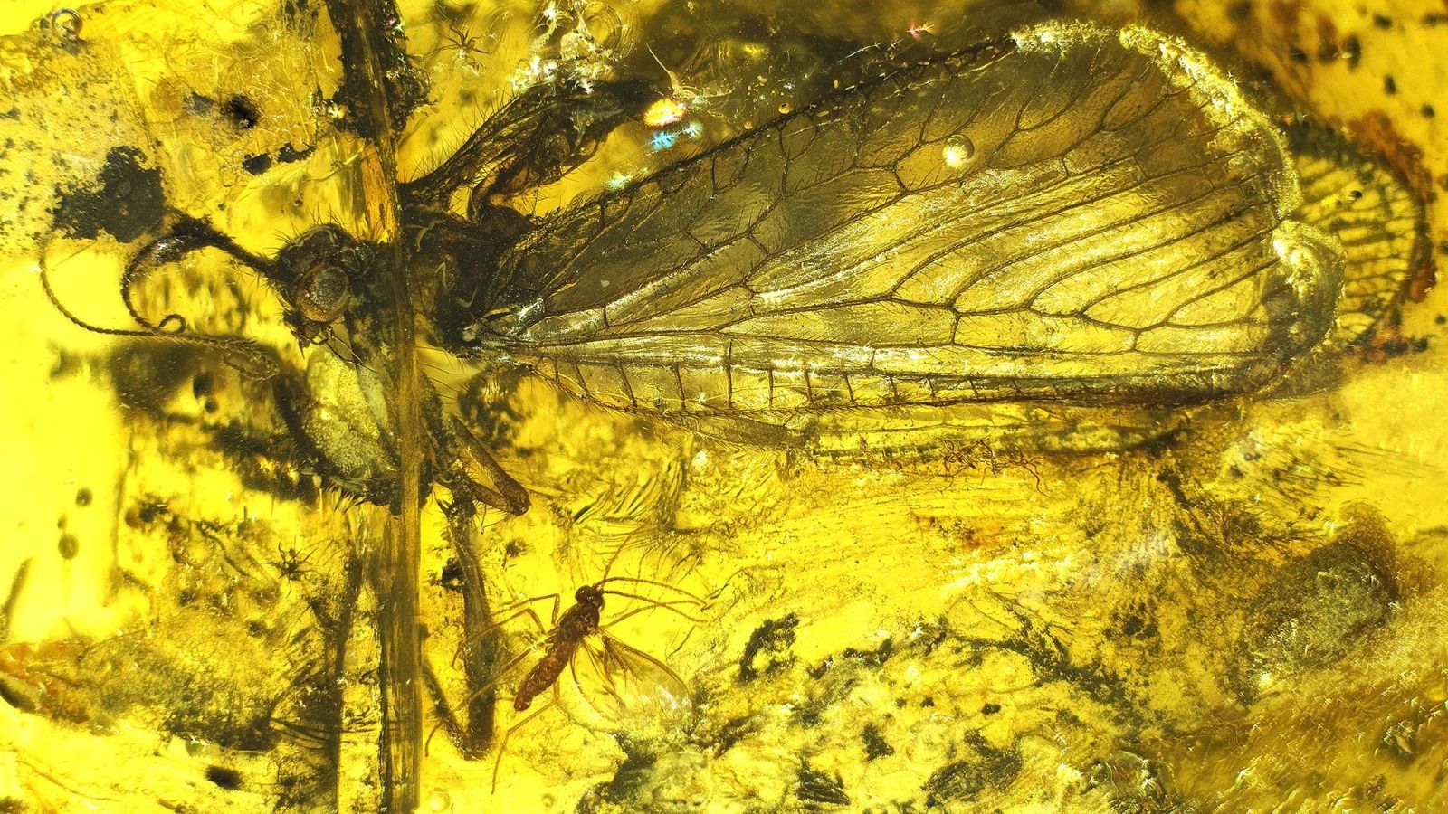 BA004-al Baltic-first.Mantispidae cp