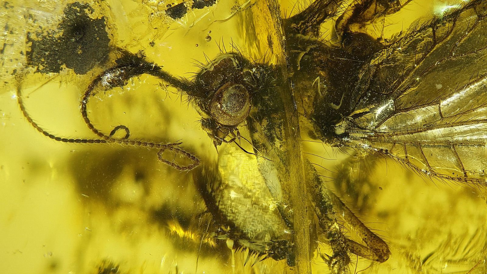 BA004-al Baltic-first.Mantispidae cpb