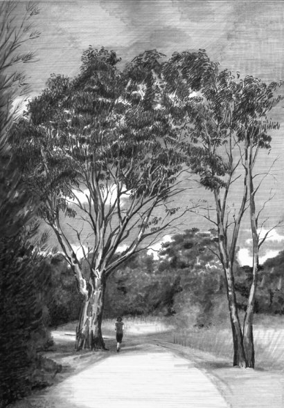 Gum Tree, Jells Park, Melbourne