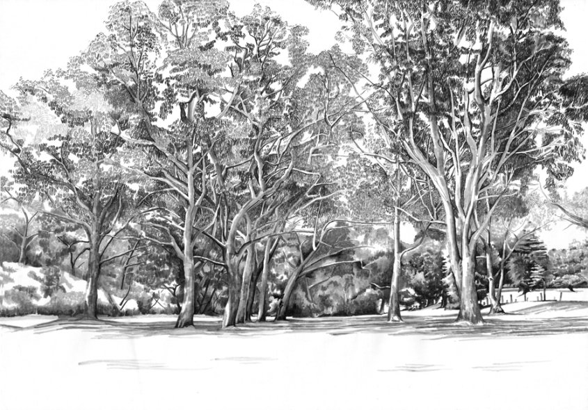 GumTrees on the Yarra